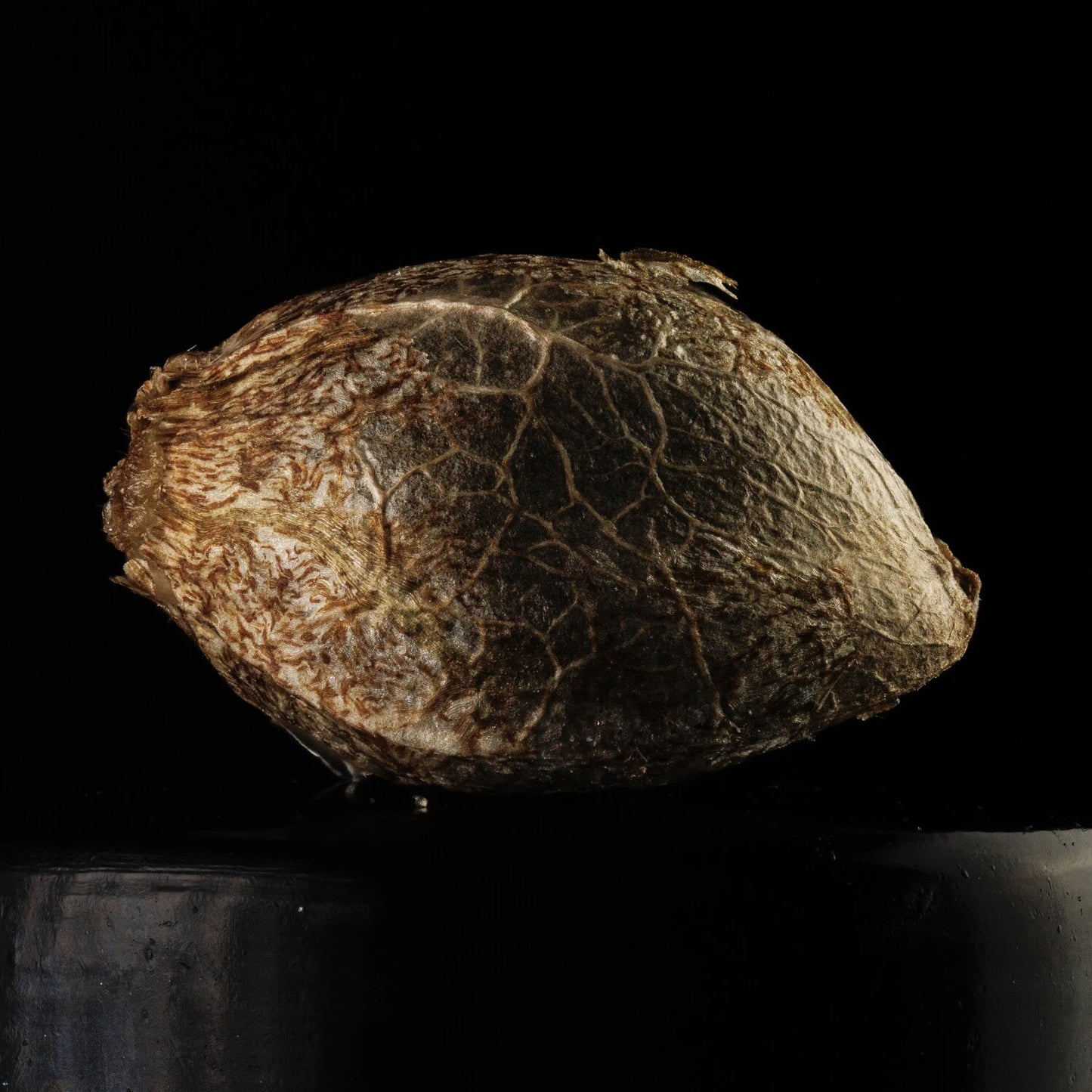 Kiwi Lime 1