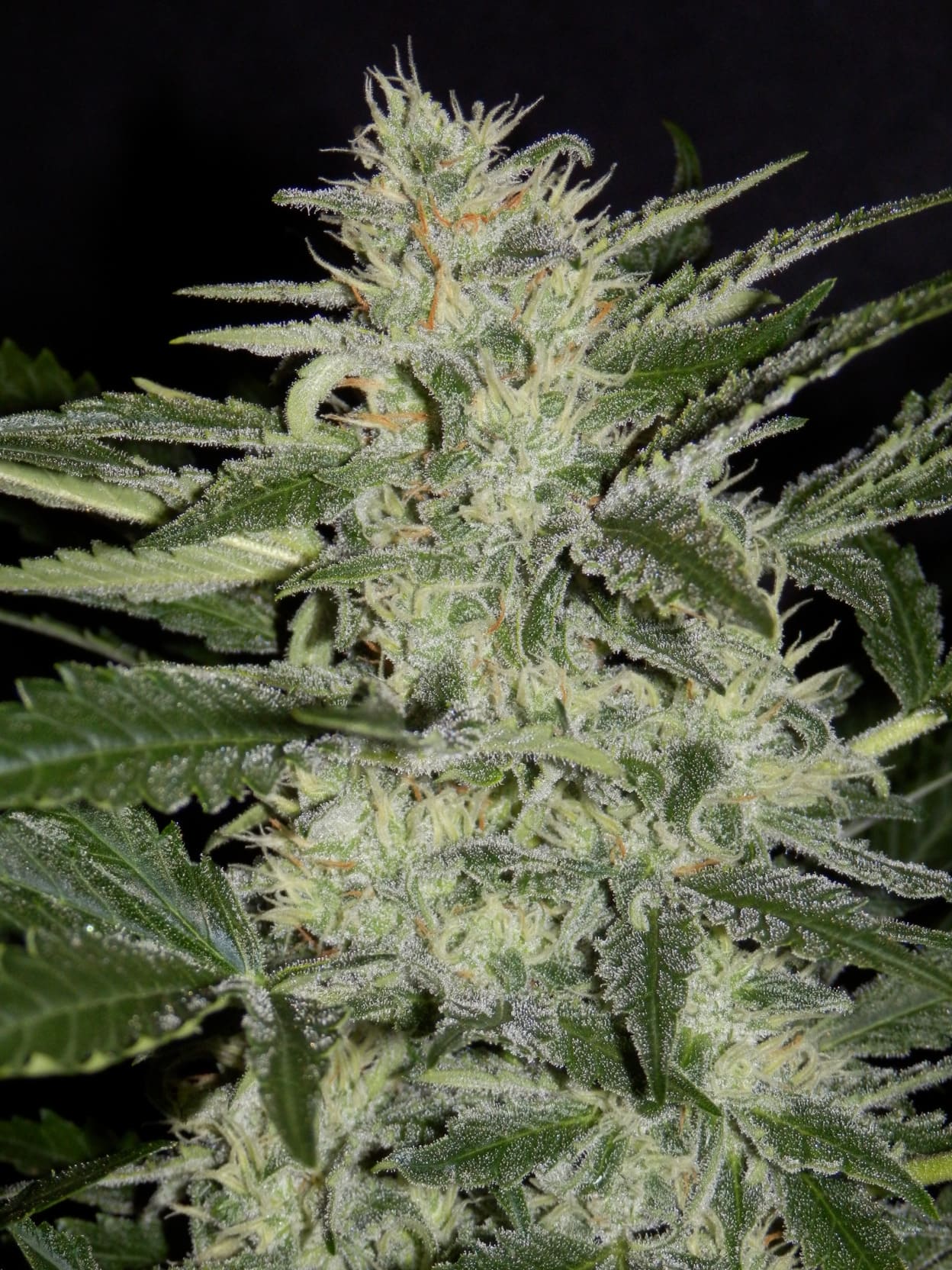 White Crack