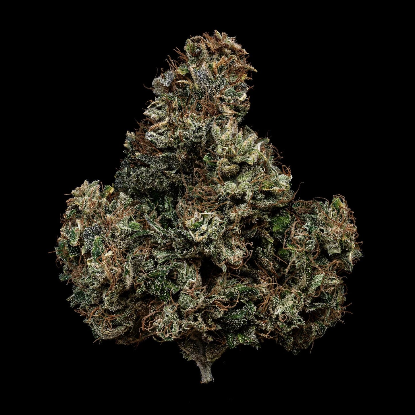Kiwi Lime 1