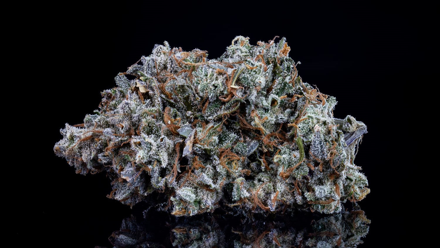 AAC Best Sativa 2024 image 3