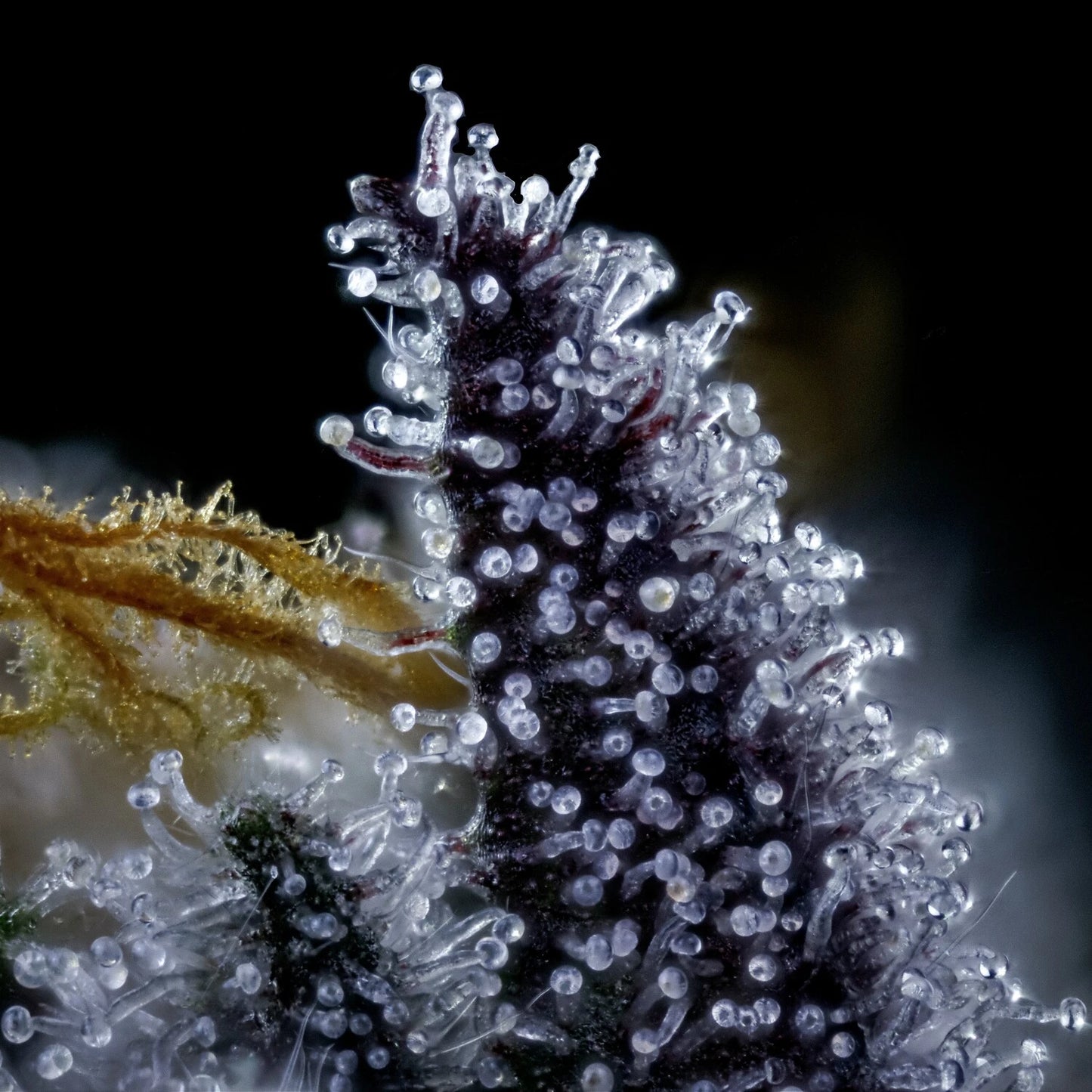 Rainbow Sundae 11