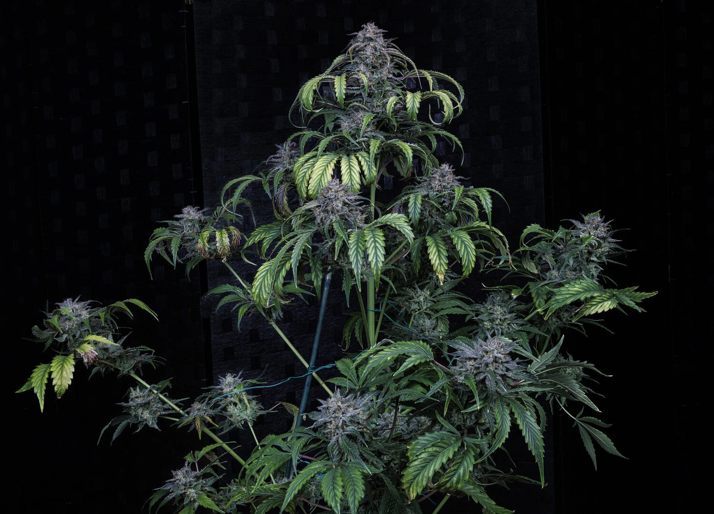 Rainbow Sundae 11