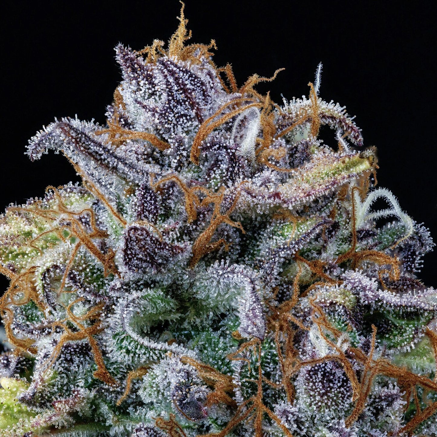 Rainbow Sundae 11