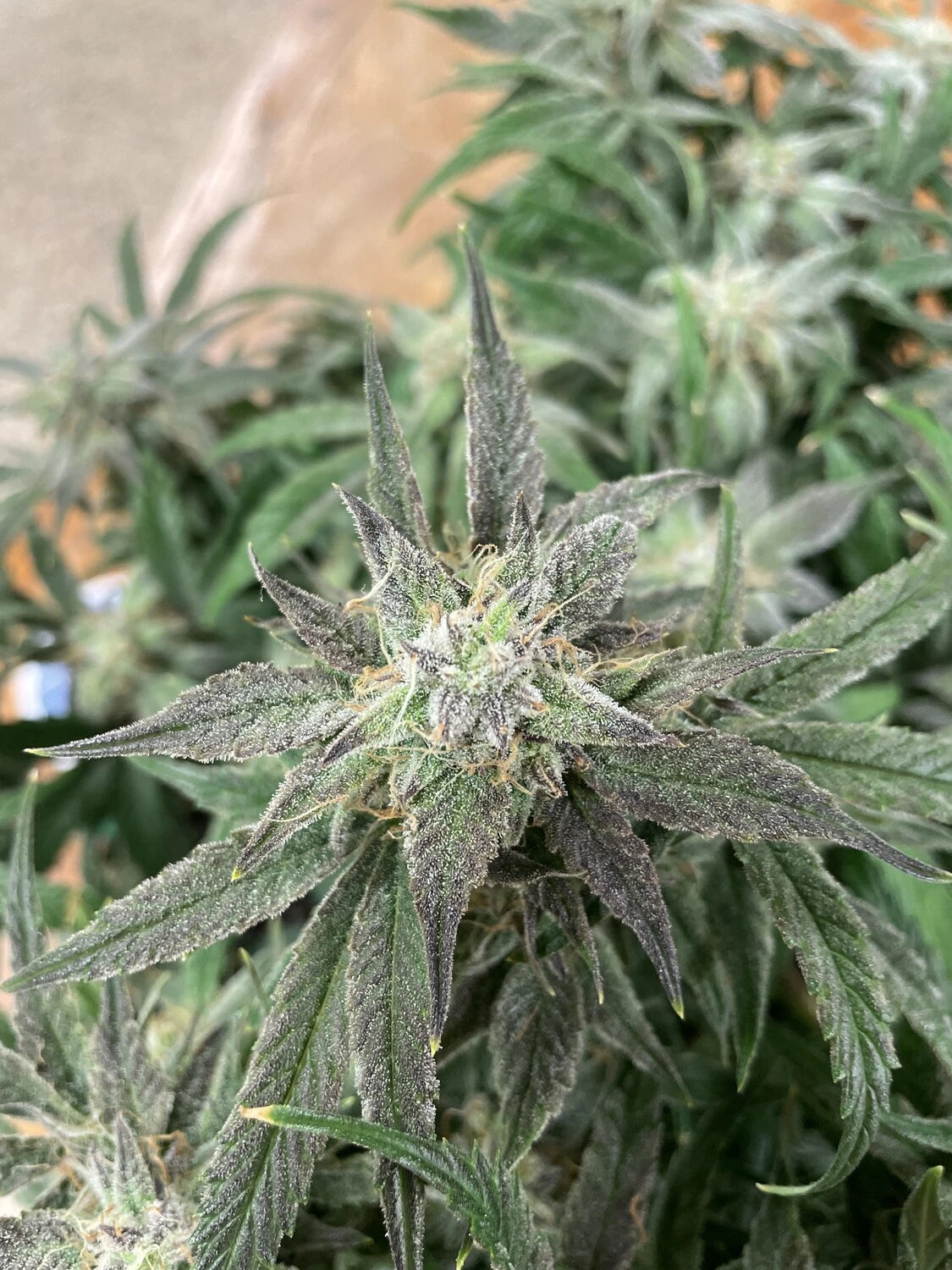 Customer Photo