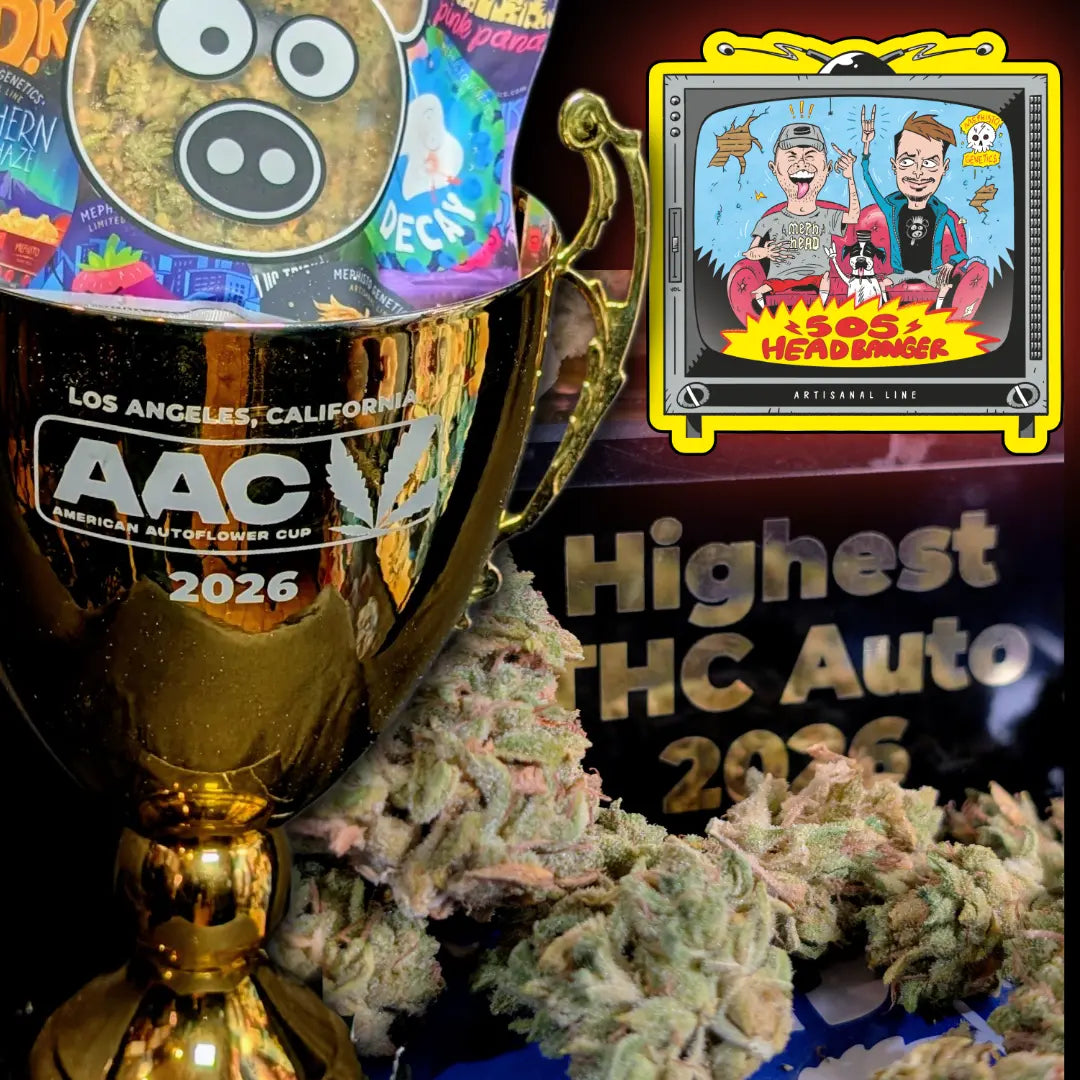 AAC Highest THC Autoflower image 3