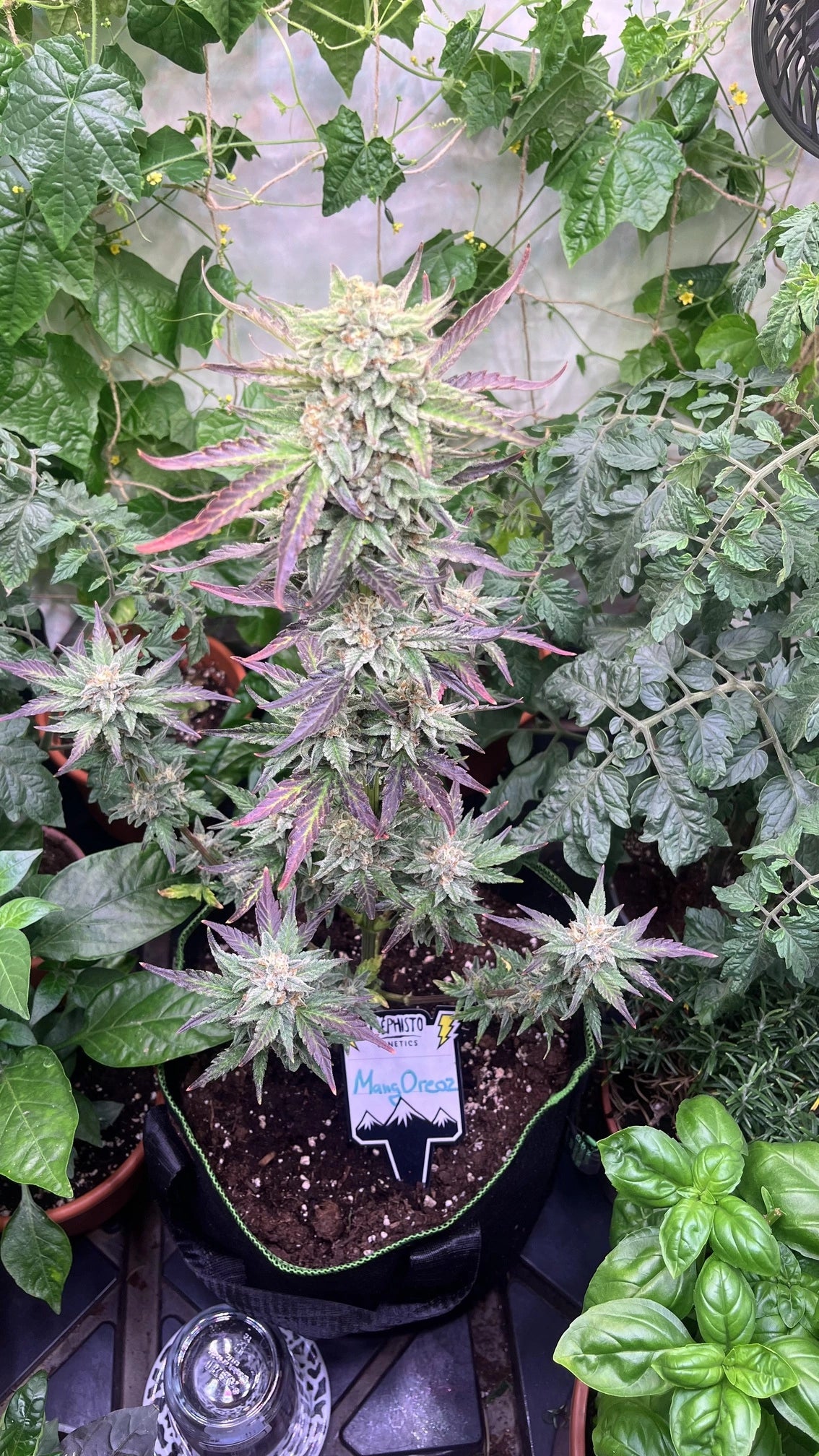 Customer Photo