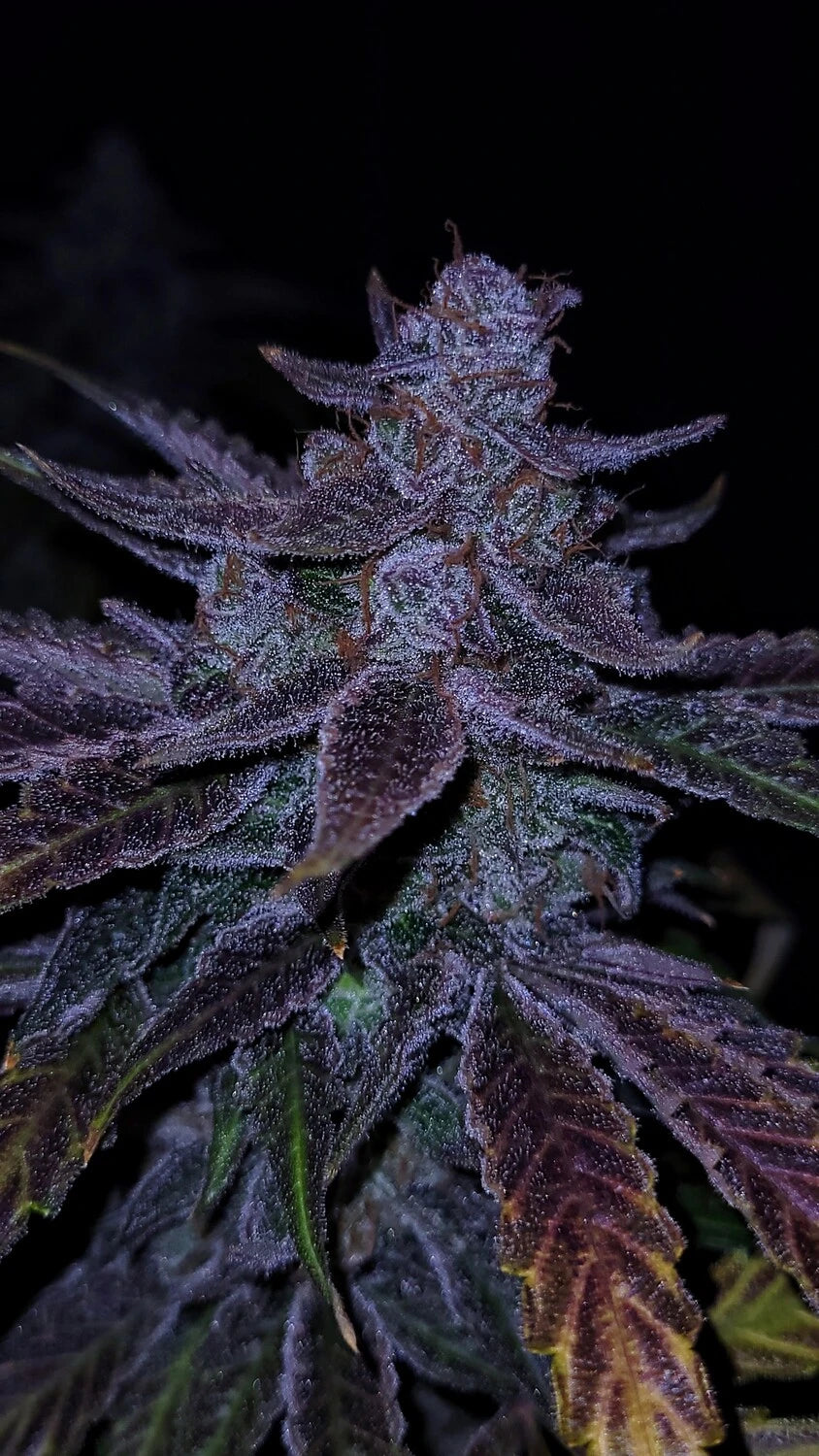 Old School Purple Nuggets