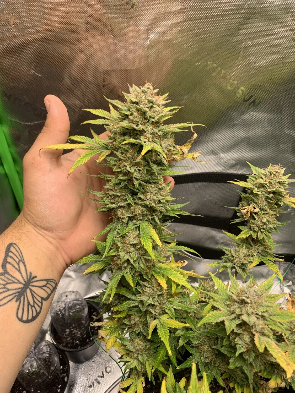 Customer Photo