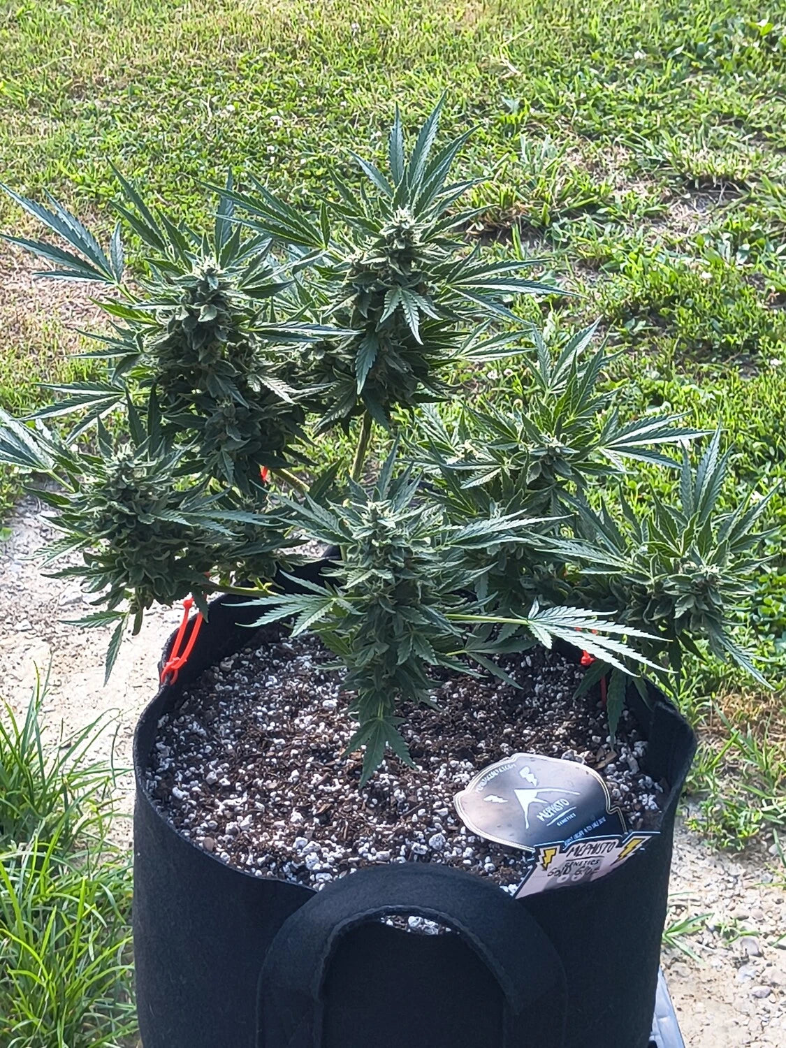 Customer Photo